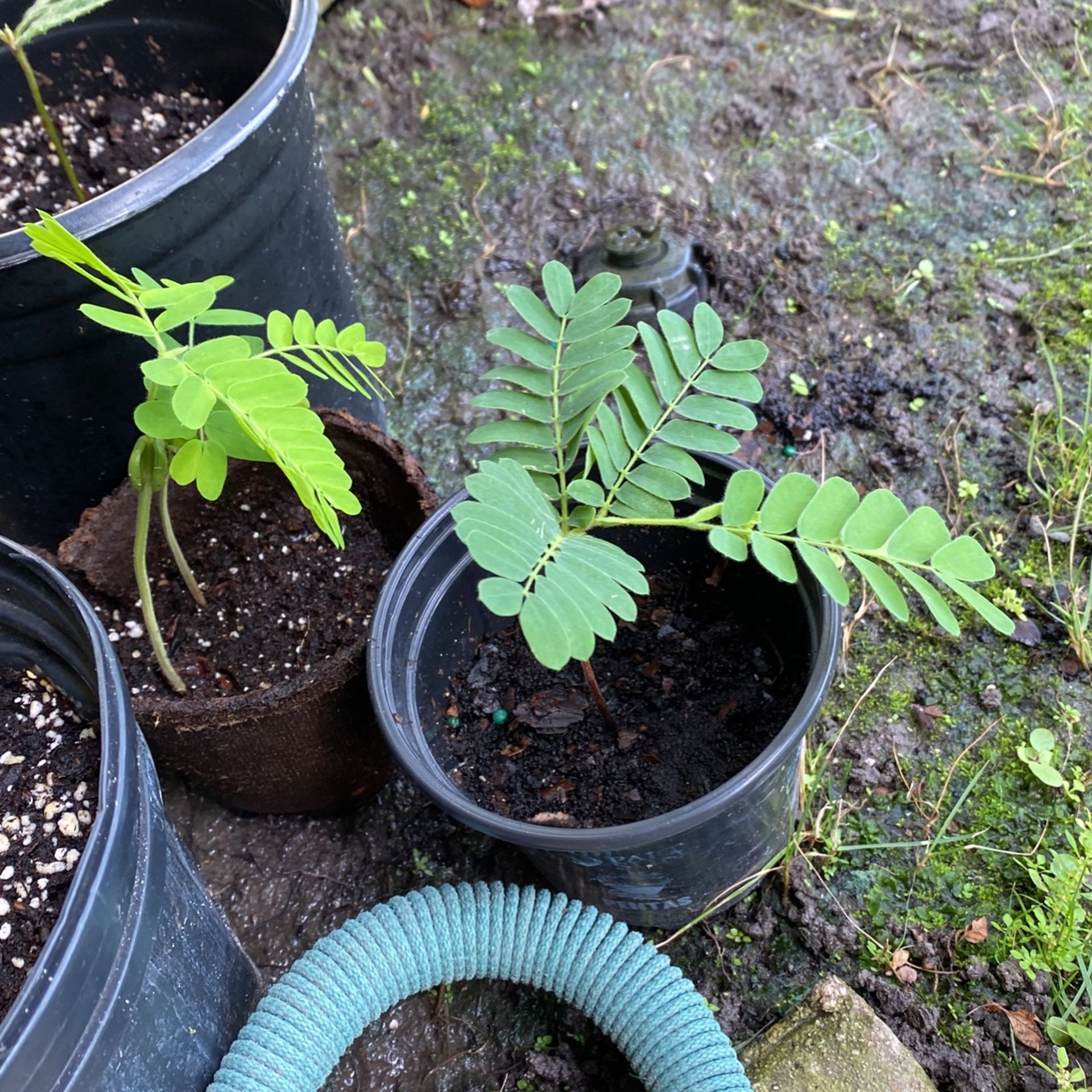 Tamarind Tree Sapling