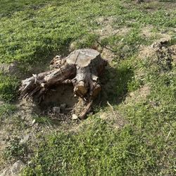 Stump Removed 