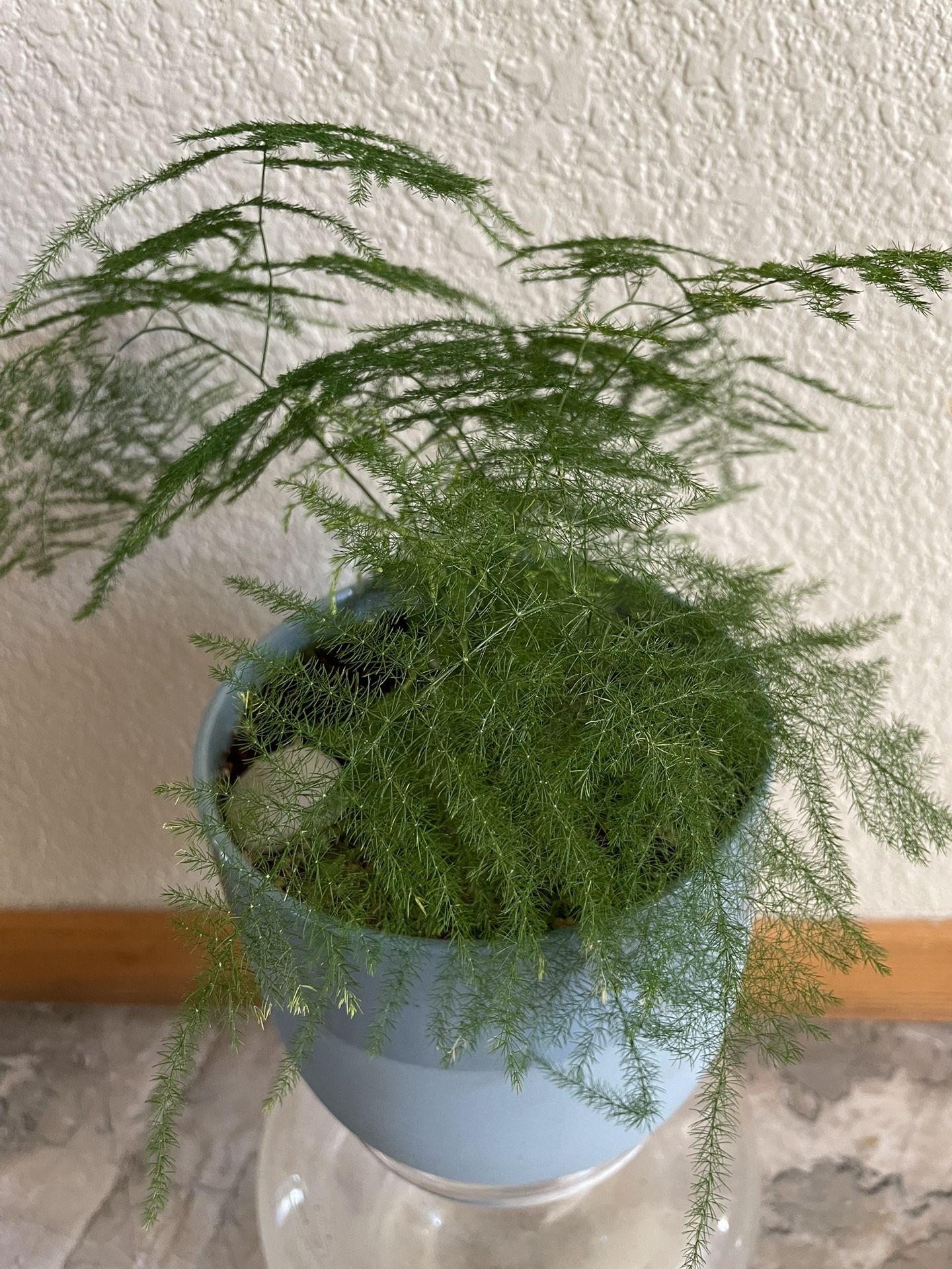 Gorgeous Plumosa Fern