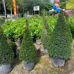 Eugenia Topiary Cone Shape $55.00 🌲