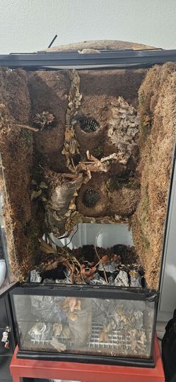 Glass terrarium with custom built backdrop