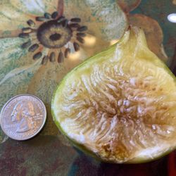 FIG ‘LSU GOLD’ 5 Year Old