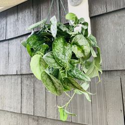 Live indoor Silver Splash and exotica MIX plant in an 8-Inch hanging plastic nursery planter pot—firm price