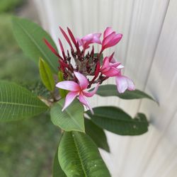 Red Plumeria Cuttings 