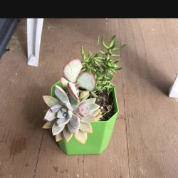 Succulent 