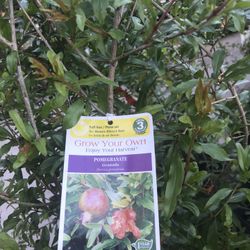 2 Gallon 3 Feet Pomegranate Fully Rooted Plant Punica Granatum