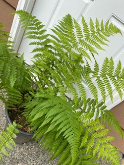 Potted Lady Ferns