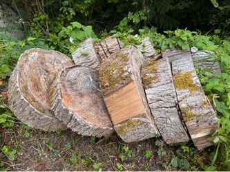 *FREE* Large Cottonwood Rounds