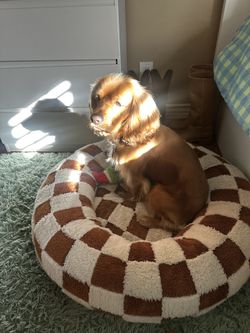 DOG BED