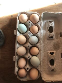 Fresh farm eggs