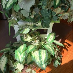 Set of Two Silk Plants