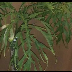 Philodendron Warscewiczii Plant (please Read Description Below)