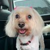 Ambcris