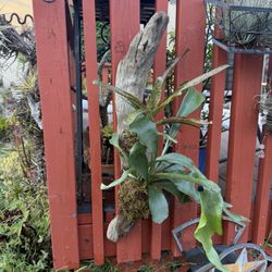 Long Thin Driftwood With Staghorn Bromeliad Combination 