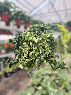 Hoya Compacta Hindu Rope Plant Trailing