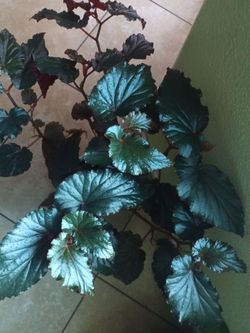 Gorgeous begonia