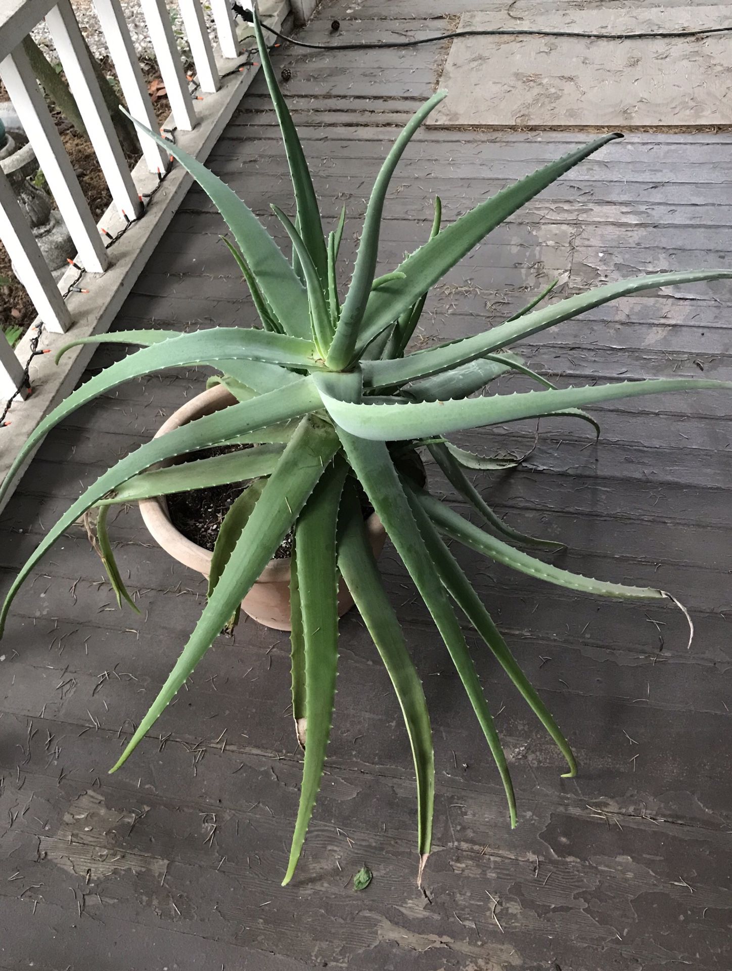 Giant Aloe Vera Plant