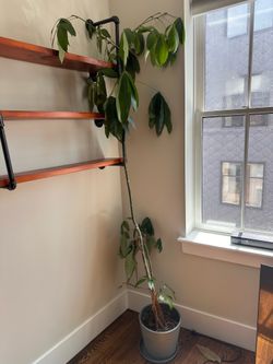 Money Tree