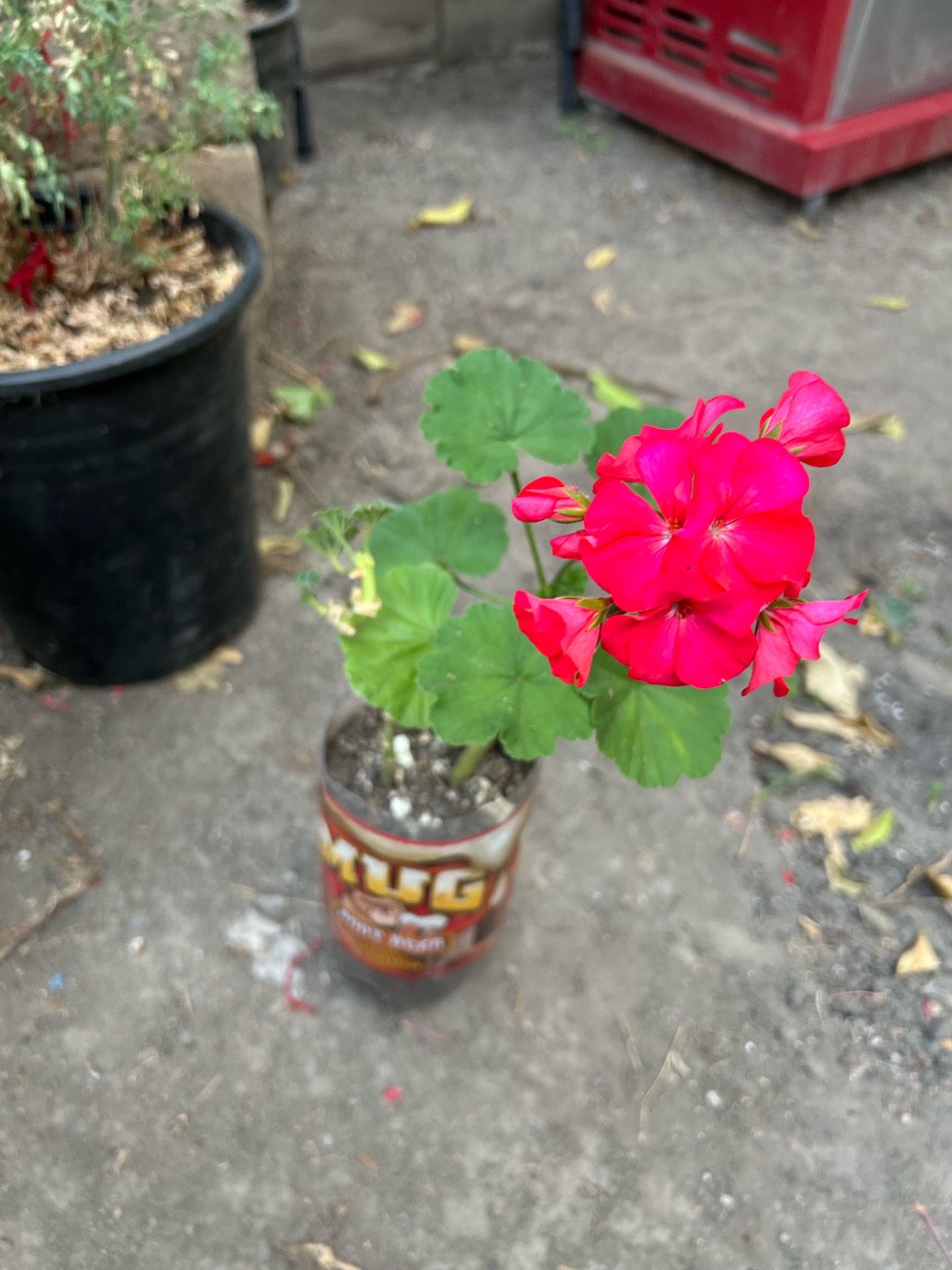 Jeranio flor grande
