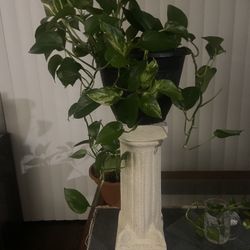 Plant With Stand