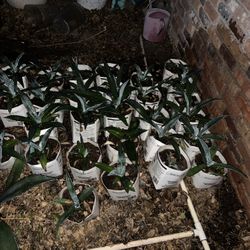 Agave Plants   $5 Each