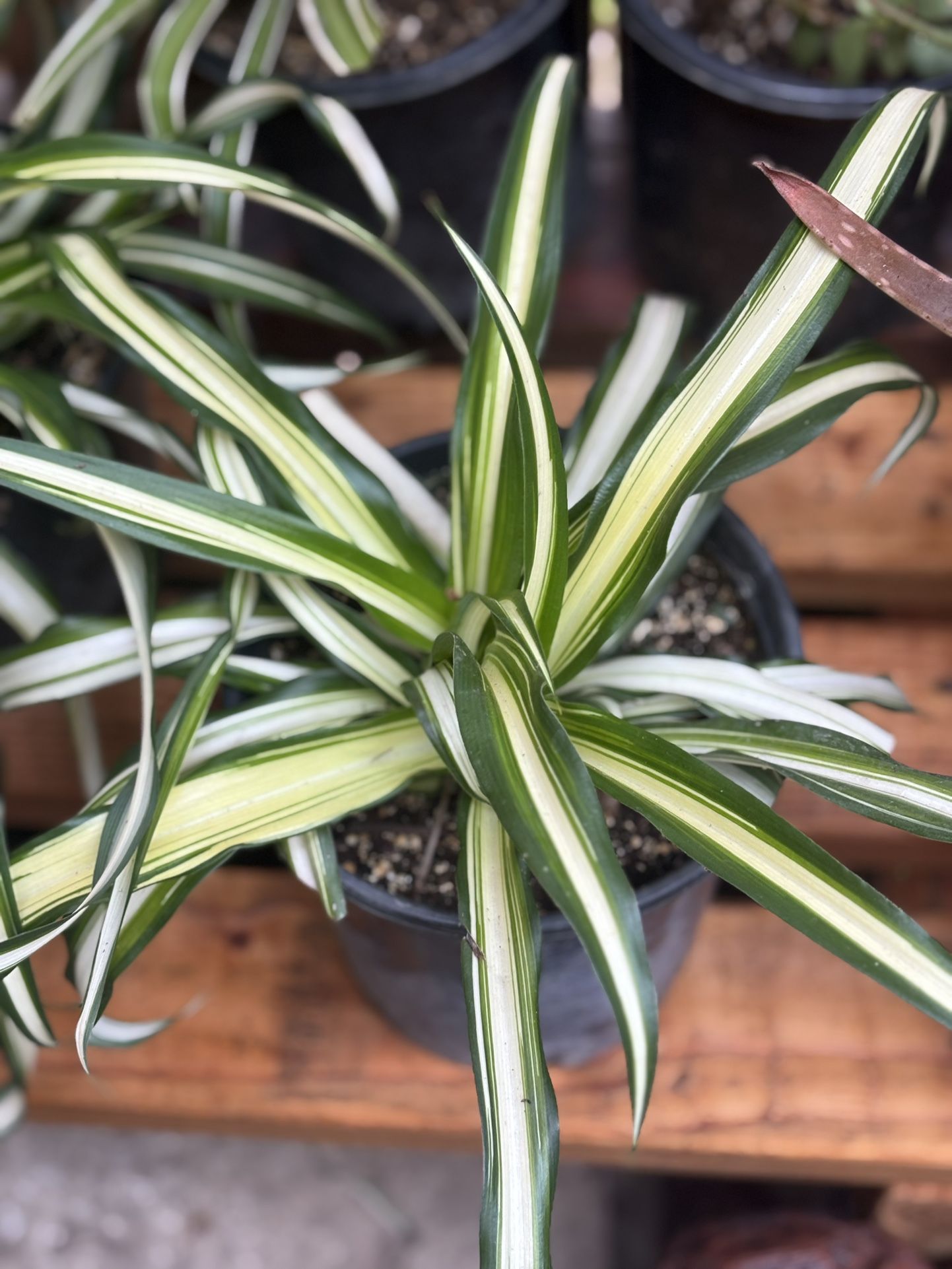 Spider Plant 🪴🕷️🕸️