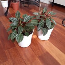 Peperomia House Plant