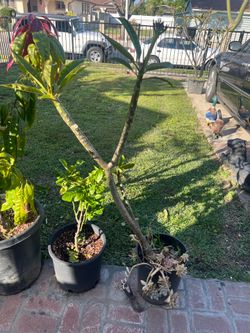 Planta de plumeria blanca