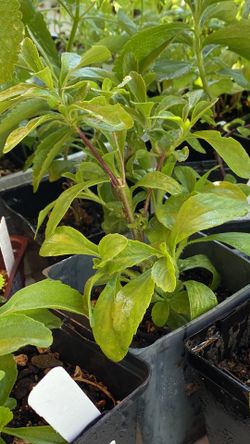 STEVIA ORGANIC PLANTS NO GMO ... HOMEGROWN SWEETENER