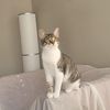 Tabby