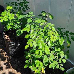 Moringa Plants 