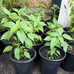 Chiltepin Plans $10 Each 