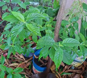 Planta mucle plamta