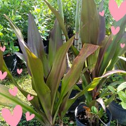 Queen Emma Plants 7gl $35🏡🏡