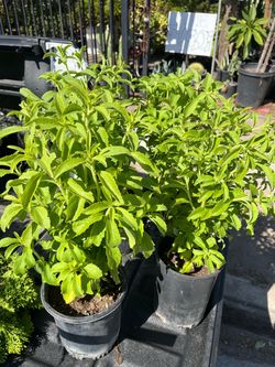 STEVIA PLANTS