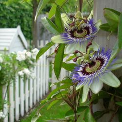 Purple Passion Fruit 🍈💜