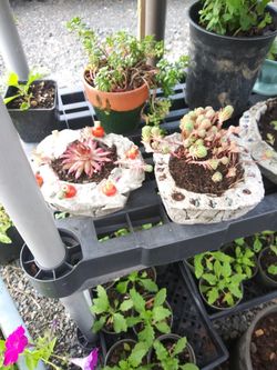 Succulents