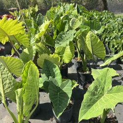 Plants For Sale