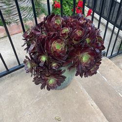 Purple Succulents And Ceramic Vase 