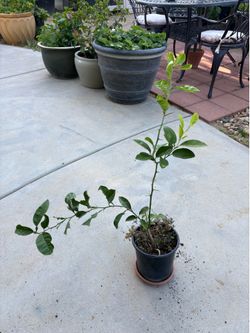 Lemon Tree