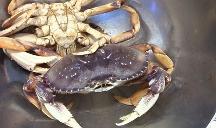 Dungen Crabs