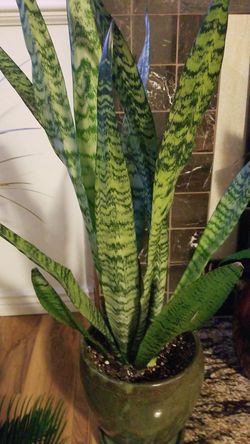 Sansevieria Laurentii Snake Plant This flower mascot home