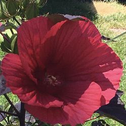 Hibiscus Perennial 