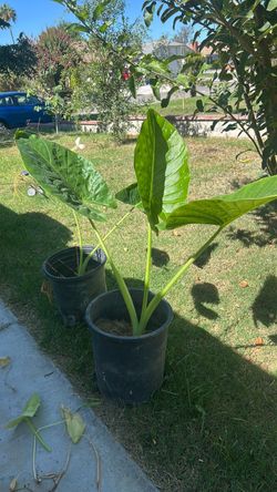 Large Tropical Elephant Ear Plant in Pot(Colton California