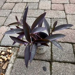 Purple Heart Tradescantia 