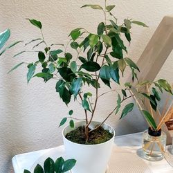 Living Plant 🌱 23"H Benjamin Ficus (Symbolize Peace and Prosperity) on 6"H White Pot ::: Indoor & Outdoor