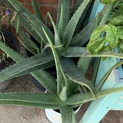 Many Outdoor Indoor Plants Available Cheaper Than Home Depot