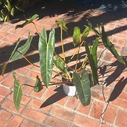 Philodendron Billietiae Tropical Houseplant 