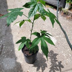 Linterna Chinense Orange PLANT 