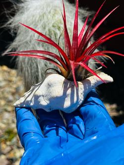 Red Tillandsia Air Plant in Seashell
